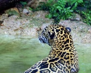 image of jaguar_car