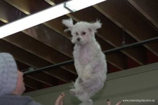 image of yorkshire_terrier