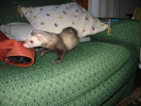 image of polecat