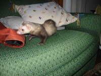 image of polecat #9