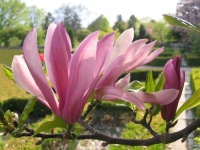 image of magnolia #29