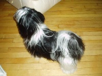 image of lhasa