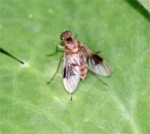 image of fly