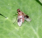 image of fly #11