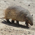 image of armadillo