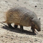 image of armadillo #15