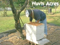 image of apiary #24