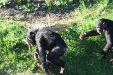 image of chimpanzee