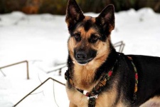 image of german_shepherd
