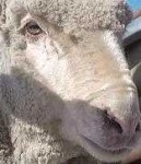 image of animal
