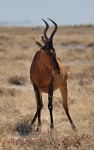 image of hartebeest