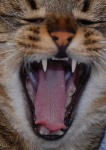 image of tiger_cat