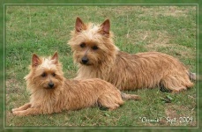 image of australian_terrier #15