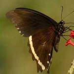 image of banded_butterfly #132