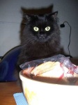 image of persian_cat