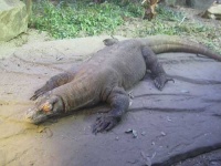 image of komodo_dragon