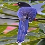image of bird