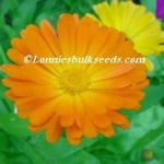 image of flower