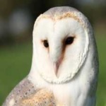image of bird