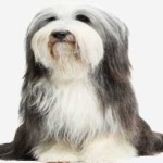 image of bearded_collie #15