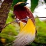 image of bird