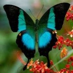 image of banded_butterfly #193