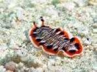 image of flatworm