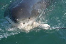 image of great_white_shark #18