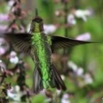 image of bird
