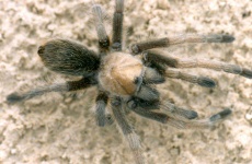 image of tarantula #7