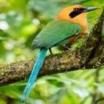 image of bird