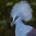 image of bird