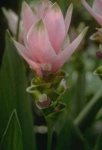 image of flower