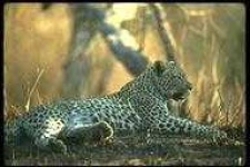 image of animal