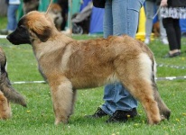 image of leonberg