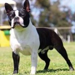 image of boston_terrier #27