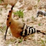 image of bird