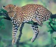 image of jaguar_car