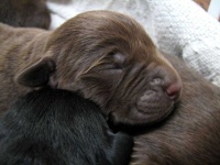 image of labrador_retriever