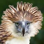 image of bird