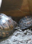 image of box_turtle