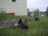 image of cairn