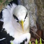 image of bird