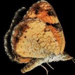 image of animal