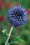 image of flower