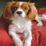 image of animal