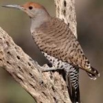 image of bird
