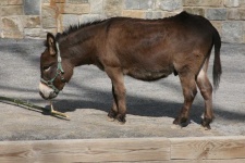 image of animal