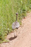 image of bustard