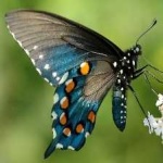 image of animal